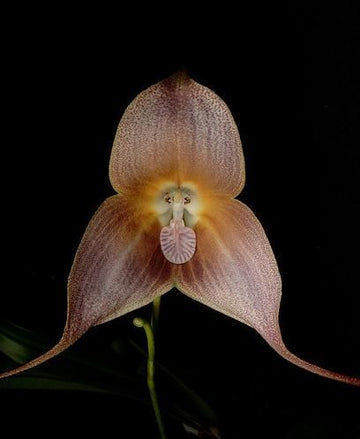 Dracula Orchid Brown Seeds for Planting – Organic, Heirloom, Non-GMO Flower Seeds
