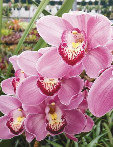 Pink Cymbidium Orchid Seeds - Heirloom Non-GMO Planting Seeds