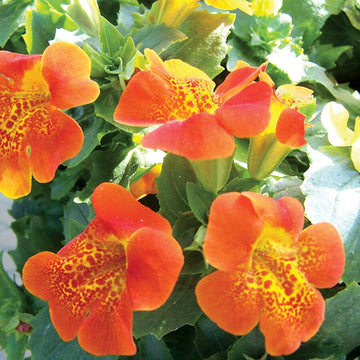 Heirloom Mimulus Flower Seeds, Non-GMO Monkey Flower Blooms for Moist and Shaded Garden Planting