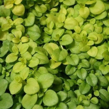 Heirloom Non-GMO Green Veronica Repens Plant Seeds for Ground Cover and Rock Garden Planting