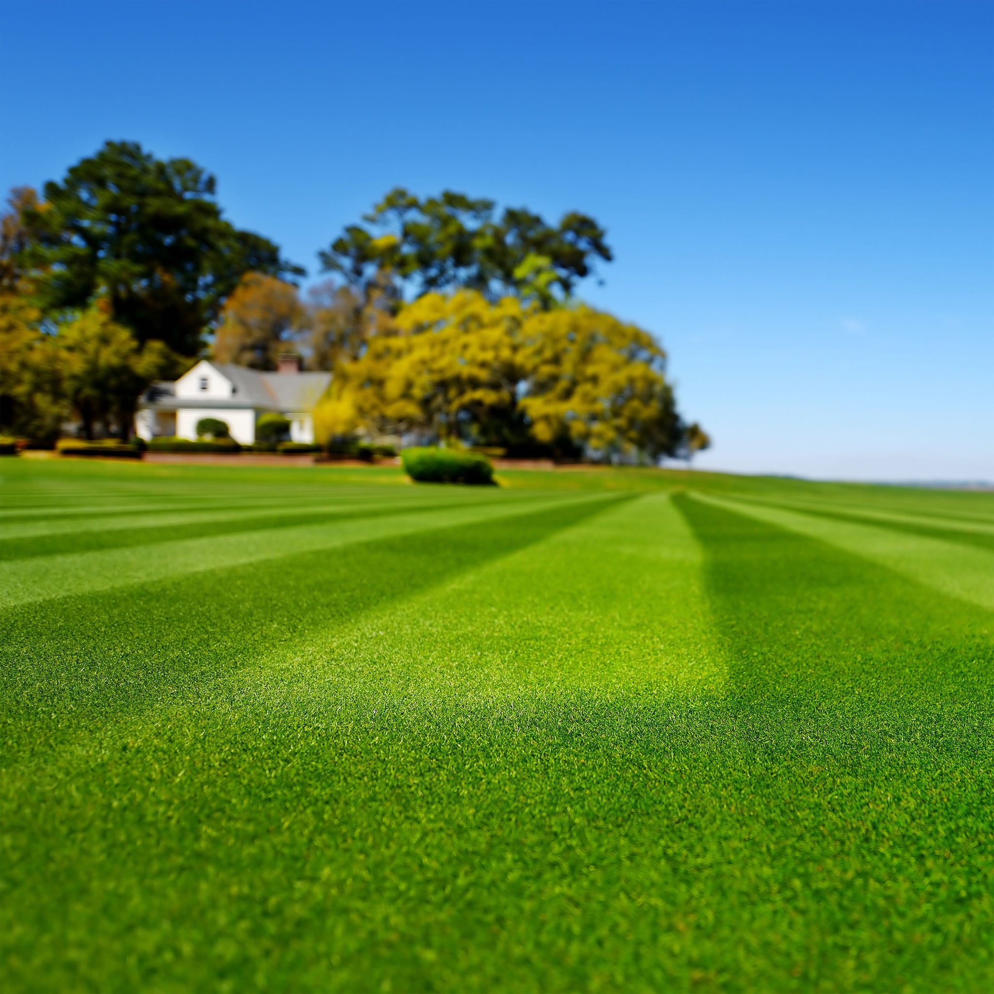 Premium Lawn Grass Seeds – Green, Gold & Red Varieties for All Seasons