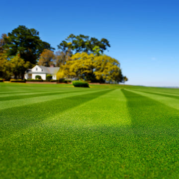 Premium Lawn Grass Seeds – Green, Gold & Red Varieties for All Seasons