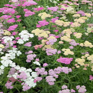 Heirloom Mixed Achillea Millefolium Flower Seeds for Planting, Non-GMO