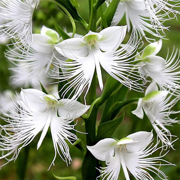 Radiata White Flower Seeds for Planting – Organic, Heirloom, Non-GMO Seeds