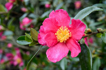 Organic Heirloom Pink Yellow Camellia Flower Seeds – Non-GMO Elegant Shrub Seeds for Planting