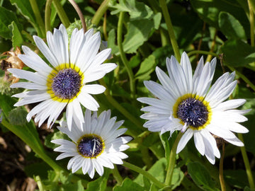 Heirloom Non-GMO White Arctotis Flower Seeds for Elegant Garden Displays and Outdoor Planting
