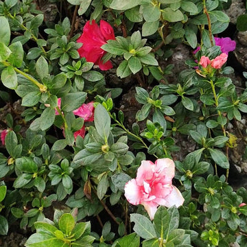Azalea Flower Seeds Multicolor for Planting NON GMO Seeds