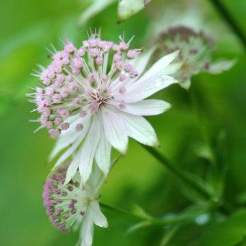 Heirloom Non-GMO Astrantia Flower Seeds for Planting – Unique Cottage Garden Blooms
