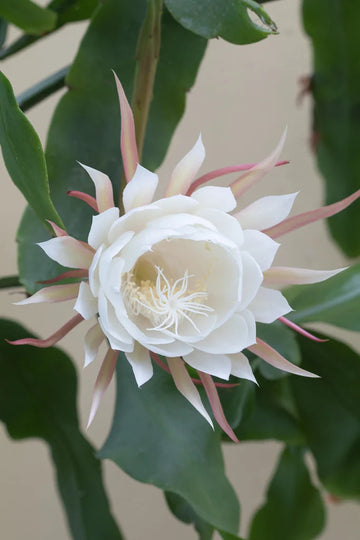 Heirloom White Epiphyllum Oxypetalum Flower Seeds – Non-GMO Night Blooming Garden Seeds