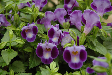 Heirloom Non-GMO Purple Torenia Kauai Flower Seeds | Shade-Loving Wishbone Plant Seeds for Hanging Baskets