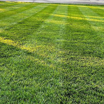 Professional Blend for Perfect Lawns