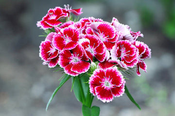 White Pink Dianthus Barbatus Flower Seeds for Planting - 100 pcs