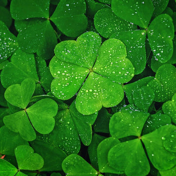 Green Leaf Clover Flower Seeds – Heirloom Non-GMO Lucky Blooms for Decorative Garden Ground Cover