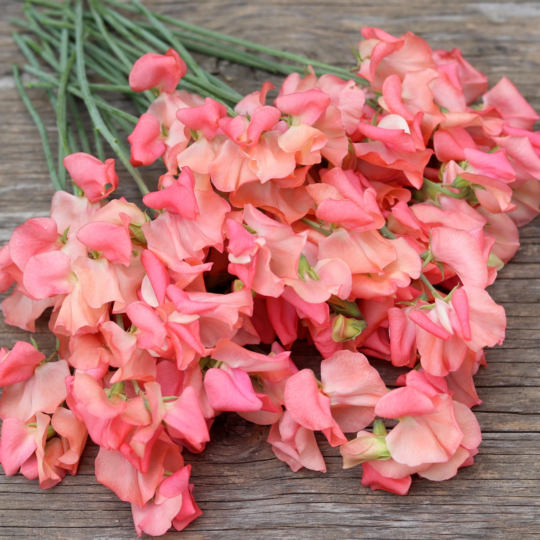 Sweet Pea Candyfloss Flower Seeds for Planting â€“ Fragrant Climbing Blooms, Heirloom & Non-GMO for planting in home garden