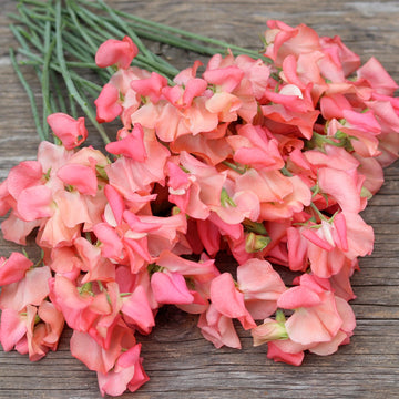 Sweet Pea Candyfloss Flower Seeds for Planting â€“ Fragrant Climbing Blooms, Heirloom & Non-GMO