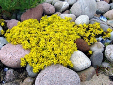 Heirloom Non-GMO Yellow Sedum Flower Seeds for Planting – Drought-Tolerant Ground Cover Blooms