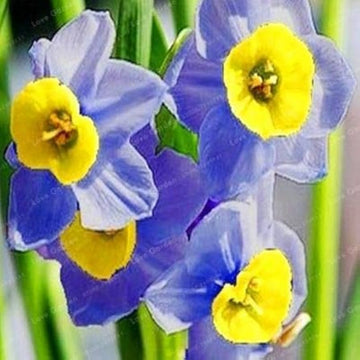 Blue Yellow Daffodils Flower Seeds for Planting – Heirloom, Non-GMO seeds