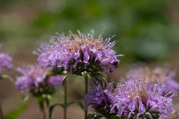 Monarda Fistulosa Purple Seeds – Organic, Heirloom, Non-GMO Flower Seeds for Planting
