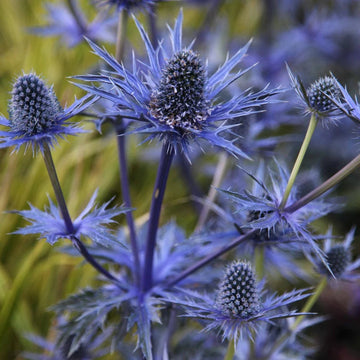 Heirloom Non-GMO Blue Eryngium Planum Flower Seeds – Unique Spiky Blooms for Garden Planting
