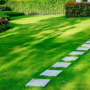 Award Kentucky Bluegrass Seed