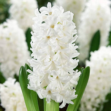 Hyacinthus Orientalis Flower Seeds White for Planting NON GMO Seeds