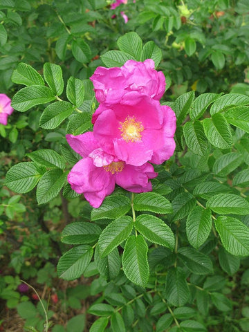 Pink Rugosa Rose Plant Seeds for Planting Non-GMO Heirloom Garden Seeds for Growing Beautiful Roses