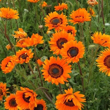 Orange Anthemoides Flower Seeds for Planting - NON GMO Seeds