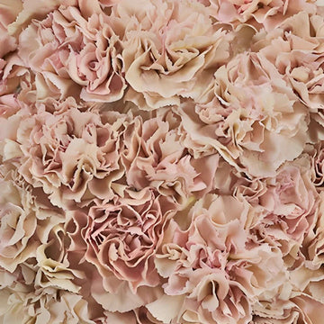 Carnation Flower Seeds Brown for Planting NON GMO Seeds