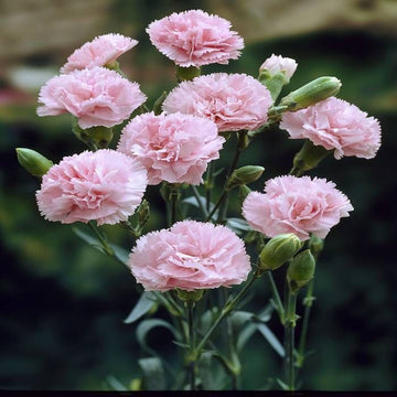 Heirloom Non-GMO Baby Pink Dianthus Flower Seeds for Garden Planting – Fragrant Cottage Blooms