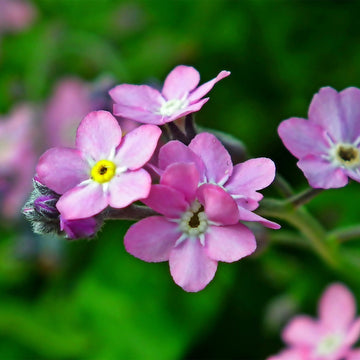 Heirloom Non-GMO Vergissmeinnicht Flower Seeds – Charming Blooms for Garden Planting