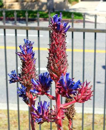 Heirloom Non-GMO Purple Puya Plant Seeds – Exotic Flower Seeds for Garden Planting