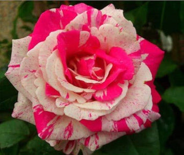 Pink White Stripe Rose Plant Seeds for Planting - Non-GMO Heirloom Garden Seeds for Home Growing
