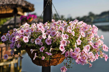 Surfinia Flower Seeds for Planting - NON GMO Seeds