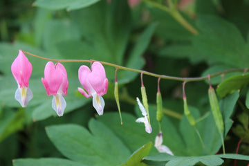 Bleeding Heart Flower Seeds for Planting - NON GMO Seeds