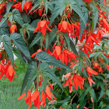 Begonia Boliviensis Flower Seeds for Planting - NON GMO Seeds