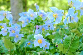Fresh Meconopsis Flower Seeds for Planting - 100 pcs