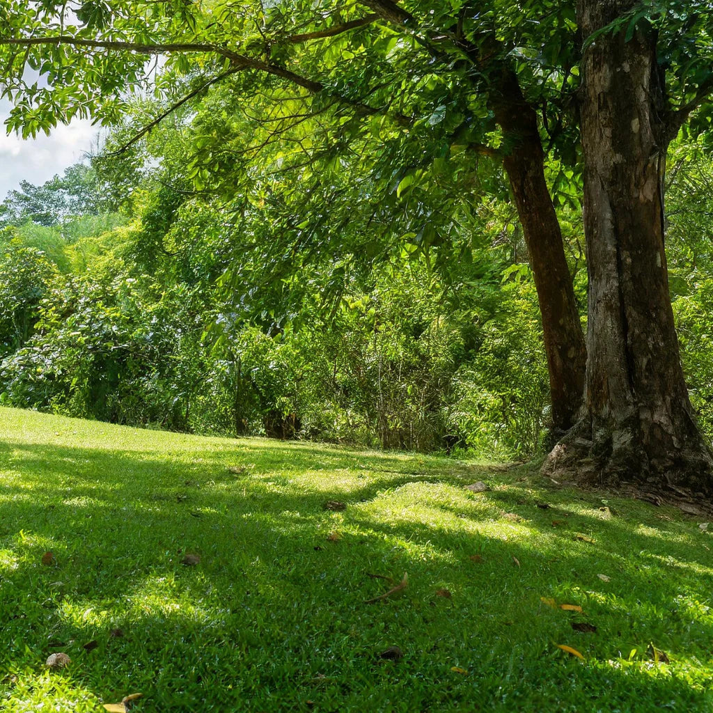 Premium Lawn Mix for Lush Green Lawns