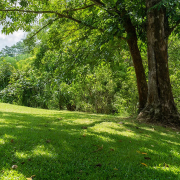 Premium Lawn Mix for Lush Green Lawns