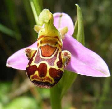 Heirloom Non-GMO Bee Ragwort Flower Seeds for Garden Planting – Pollinator-Friendly Wild Blooms