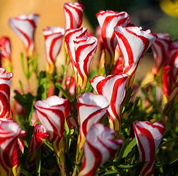 Red White Candy Cane Flower Seeds for Planting - NON GMO Seeds
