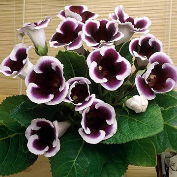 Gloxinia Flower Seeds, Heirloom, Non-GMO Vibrant Indoor Blooms for Planting