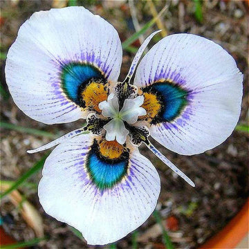 Butterfly Orchid Seeds for Planting - NON GMO Seeds