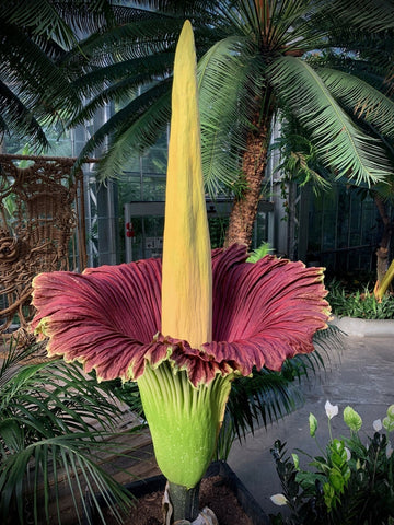 Heirloom Non-GMO Amorphophallus Flower Seeds for Rare and Exotic Garden Planting