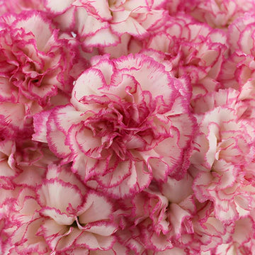 Heirloom Non-GMO Pink White Carnation Flower Seeds with Charming Color