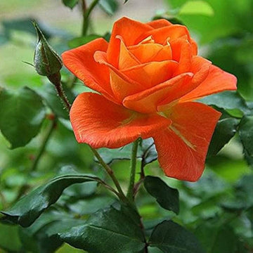 Dark Orange Rose Flower Plant Seeds Non-GMO Heirloom Garden Seeds for Planting and Growing