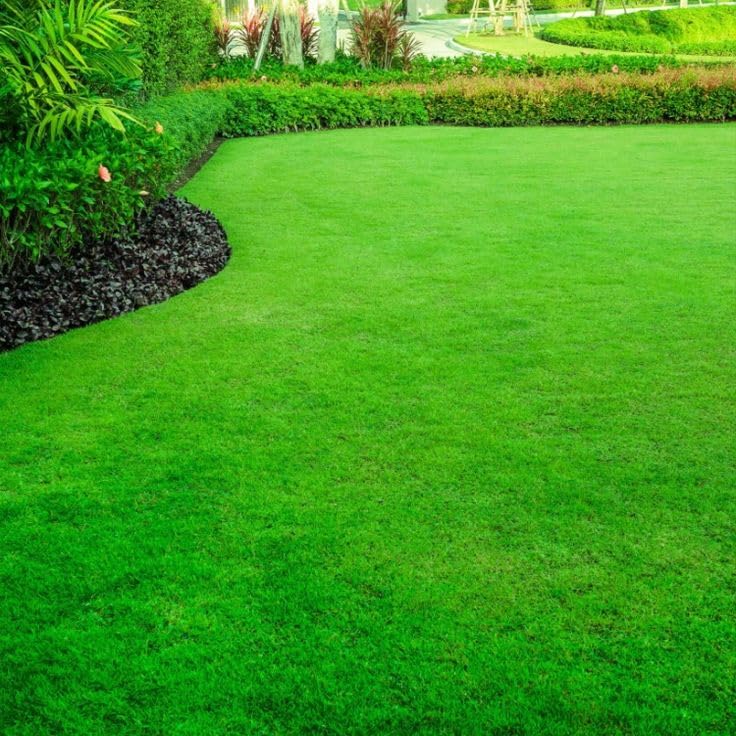 Drought-Resistant Grass Seeds