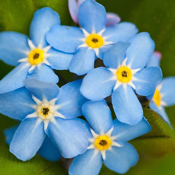 Myosotis Flower Seeds Fresh for Planting NON GMO Seeds