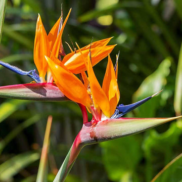 Heirloom Non-GMO Paradise Flower Seeds | Exotic Bird of Paradise Flower Seeds for Tropical Gardens
