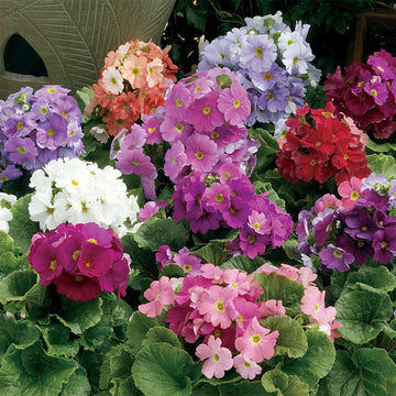 Heirloom Non-GMO Violet Primula Obconica Flower Seeds for Garden Planting – Primrose Seeds