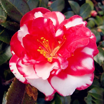 Organic Red White Camellia Japonica Flower Seeds for Planting – Heirloom, Non-GMO